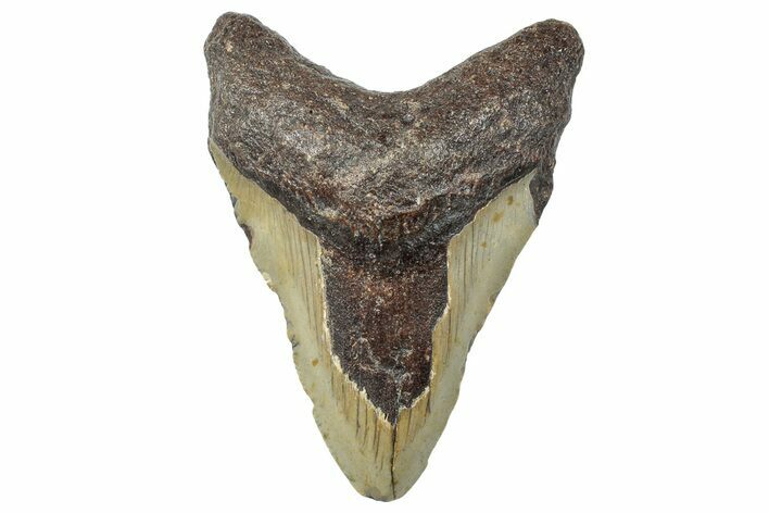 Fossil Megalodon Tooth - North Carolina #295318